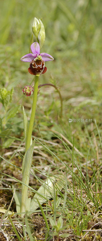 晚蜘蛛兰(Ophrys holosterica)